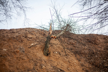 Wasteland after deforestation. Only one bare earth remained. The soil is plowed with heavy machinery. An earthen rampart on the edge of an industrial zone. 