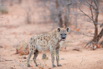 Hyena in the wilderness of Africa