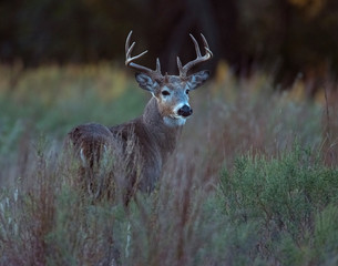 A White-tailed Deer Buck in the Wichita Mountains