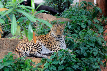 Obraz na płótnie Canvas african leopard in the zoo