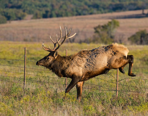 A Bull Elk jumping a barbed wire fence in the Wichita Mountains
