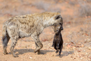 Hyena pup, Hyena pup, baby hyena in de wildernis van Afrika