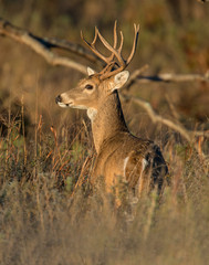 A White-tailed Deer Buck in the Wichita Mountains