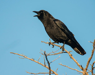 American Crow