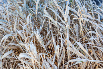 Swamp grasses in the morning. Rime on plants in the forest.