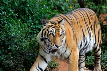 Fototapeta na wymiar tiger walking in the zoo