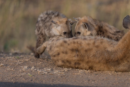 Hyena puppy, Hyena pup, baby hyena in the wilderness of Africa