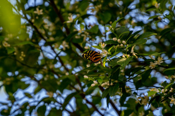 butterfly on leaf