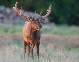 A Bull Elk in the Wichita Mountains