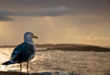 Seagull looking for food in Essaouira beach, Morocco