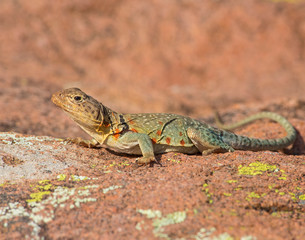 Female Eastern Collared Lizard