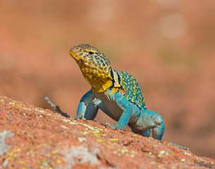 Male Eastern Collared Lizard
