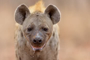 Vlies Fototapete Hyäne Hyäne in der Wildnis Afrikas