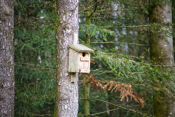 Vogelhaus Nest im Wald