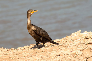 cormorant perched on the coast 