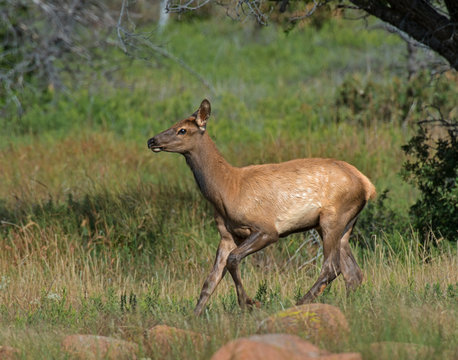 An Elk Calf in the Wichita Mountains