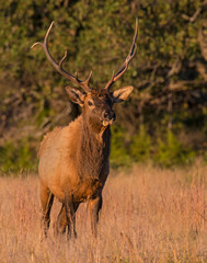 A Bull Elk in the Wichita Mountains