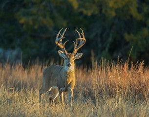 A White-tailed Deer Buck in the Wichita Mountains