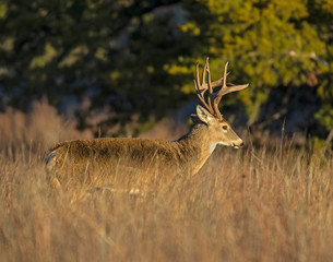 A White-tailed Deer Buck in the Wichita Mountains