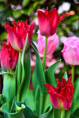 pink  and red tulips in the garden