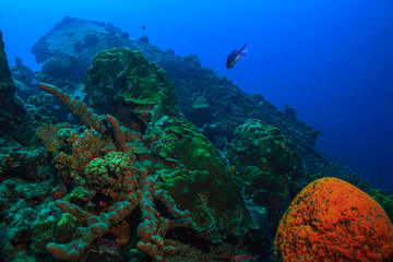 Fototapeta na wymiar Caribbean coral garden