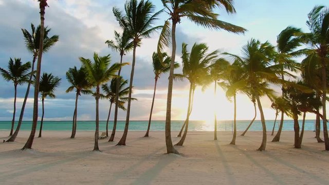 Tropical sand beach with palm trees in sunset, sunrise, aerial dolly shot flying through the trunks, wild pristine beach in Hawaii