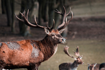 Dammwild im Frühling