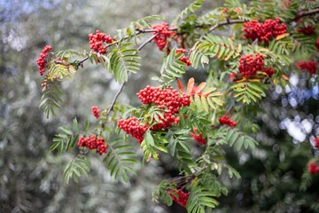 Juicy rowan berries in late autumn. Beautiful clusters of berries on a tree. Mountain ash tree. Natural background of bright colors. Favorite bird berry in winter. Background to illustrate the season.