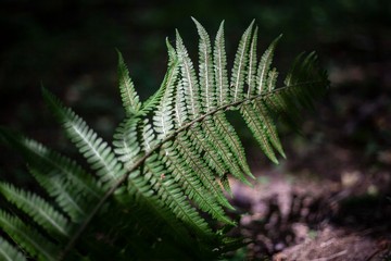 Fern in the forest. The natural color of the plant. Beautiful semetric leaf growth. Natural background.