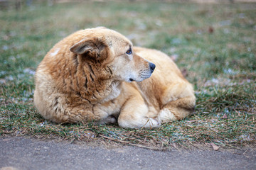 Dog on the street. A homeless dog is all alone. The dog sleeps in the cold. Doggie found by...