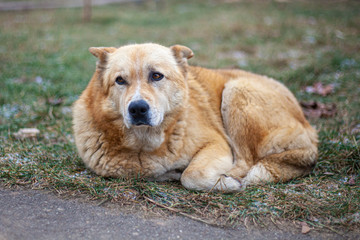 Dog on the street. A homeless dog is all alone. The dog sleeps in the cold. Doggie found by volunteers.