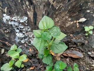 Fresh green Peperomia Pellucida plant isolated on nature background