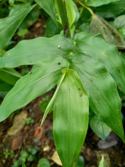 Obraz premium Green weeds grass on the nature background