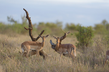 Impala deer in the wilderness of Africa