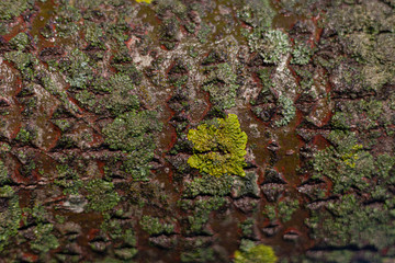 Lichen on birch bark. Moss covered a tree. Natural background. The freshness of the natural site. Harmony of green tones. Natural texture closeup shot.