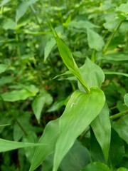 Green weeds grass on the nature background