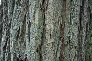 Texture gray acacia old bark
