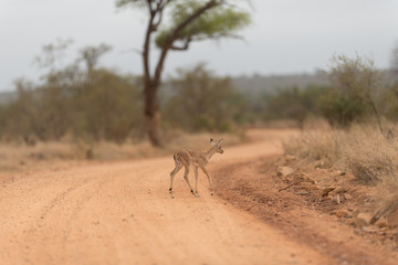 Impala baby, impala calf in the wilderness with impala mom gazelle antelope