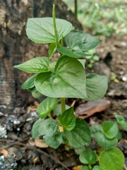Fresh green Peperomia Pellucida plant isolated on nature background