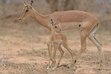 Impala baby, impala calf in the wilderness with impala mom gazelle antelope