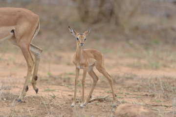 Naklejka na ściany i meble Impala baby, impala calf in the wilderness with impala mom gazelle antelope