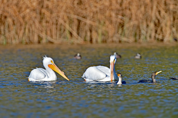 Double-crested cormorant and American White Pelican