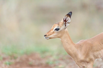 Impala baby, impala calf in the wilderness with impala mom gazelle antelope