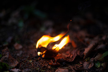 Fire in the dark. Birch bark burns. Breeding kotra at night. Background flame of a burning tree.