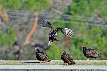 Flock of Turkey Vulture
