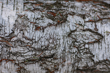 The texture of the birch bark. A tree with white bark in the forest. Beautiful natural background. Natural texture to create a new design. The nature of the middle climate zone.