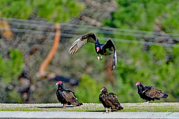 Flock of Turkey Vulture