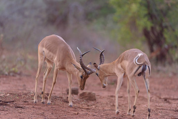 Impala ram figting during root, male impala fight for territory duel
