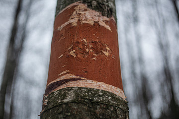 The texture of the birch bark. A tree with white bark in the forest. Beautiful natural background....