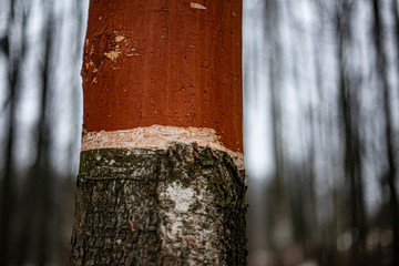 The texture of the birch bark. A tree with white bark in the forest. Beautiful natural background....